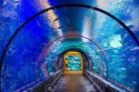 Las Vegas May 12 The Shark Reef Aquarium At Mandalay Bay Hotel And Casino In Las