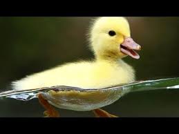 Gambar bebek itik dan angsa. Lagu Potong Bebek Angsa Lagu Anak Populer Youtube