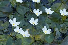 Image result for Nymphoides brevipedicellata