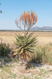 Image result for Aloe littoralis