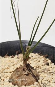 Image result for Litanthus pusillus