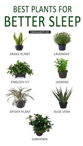 9 Great Indoor Plant Ideas Plants Bedroom Plants Indoor Plants
