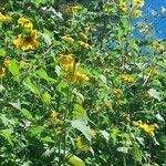 Image result for Tithonia tubaeformis