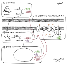 Introduction to cellular respiration, including glycolysis, the krebs cycle, and the electron transport chain. Steps Of Cellular Respiration Biology Article Khan Academy