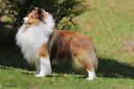 Sheltie Puppies For Sale - Shetland Sheepdog | Greenfield ...