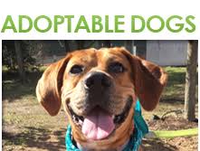 Select program adoption ambassadors good dog training working cat dolly's dream foster care grey whisker club. Home Houston Pets Alive Houston Pets Alive