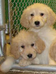 Goldendoodle puppies for sale and dogs for adoption in michigan, mi. Goldendoodle Puppy Price In India