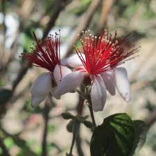 Image result for Feijoa sellowiana