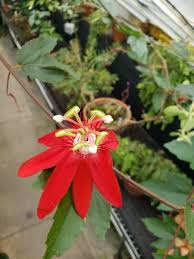 Image result for Passiflora vitifolia