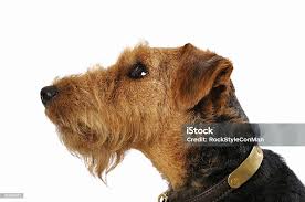 Image result for velšteriér