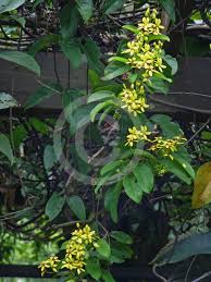 Image result for Tristellateia africana