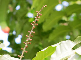 Image result for Aphanamixis polystachya