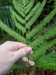 Image result for Amblovenatum opulentum