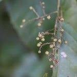 Image result for Maesa lanceolata