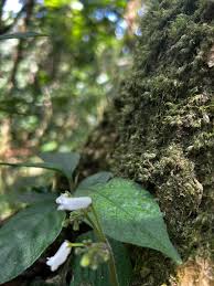 Image result for Streptocarpus umtaliensis