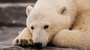 Hvis du kunne lide videoen, så giv den meget gerne et like. Les Mer Om Den Utrolige Isbjornen Pa Svalbard Om Svalbard Hurtigruten Svalbard