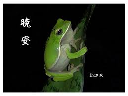 pin by 武榮on eric刀疤 animals frog