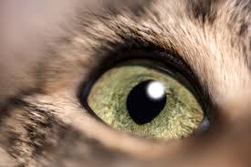 Cat third eyelid showing no other symptoms? What Is Your Cat S Third Eyelid And What Should You Do If Your Cat S Third Eyelid Is Showing Catster