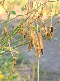 Image result for Zygophyllum cuneifolium
