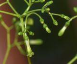 Image result for Rauvolfia mombasiana