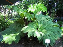 Image result for Gunnera