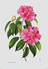 Vintage Illustrations Paul Jones Camellia In 2020 Flower Illustration