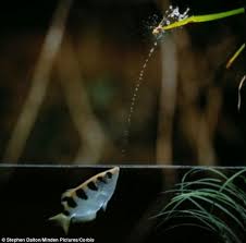 Image result for Archer Fish