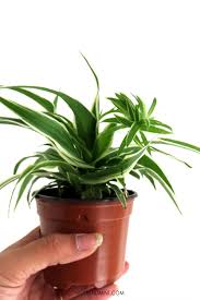 Each method of spider plant propagation has plusses and minuses. Spider Plant Common Problems And Easy Fixes