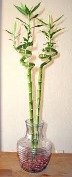 The origin of the word bamboo is uncertain. Number Of Stalks Indicates Lucky Bamboo S Blessing Archive Roanoke Com