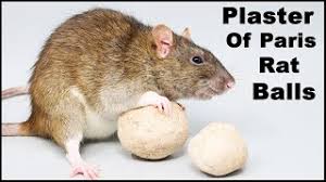 Does This Homemade Rat Poison Work Plaster Of Paris Rat Balls Mousetrapmonday Youtube