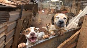 Get your female dog spayed so this doesn't happen again. The Curious Tale Of The Cancer Parasite That Sailed The Seas