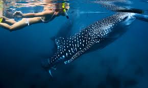 Seeing Whale Sharks: A Magical Day to Remember - Nautilus Adventures