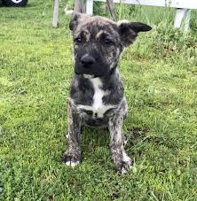 Adopt a pet at the oregon humane society in portland. Adopt Denali On Petfinder Help Homeless Pets Homeless Pets Dog Adoption