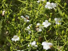 Image result for Hypericophyllum