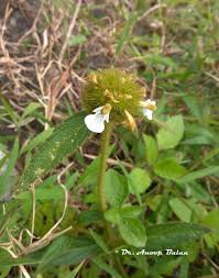 Image result for Leucas