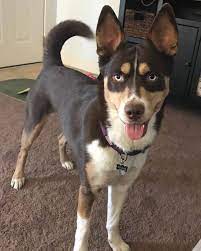 Doberman Husky Mix Doberman Mix Husky Mix Cute Dogs