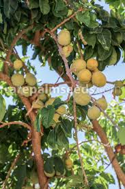 Image result for Vepris macedoi