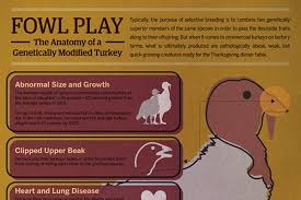 But in our area since temperatures were above average, the turkeys were. Infographic The Anatomy Of A Genetically Modified Turkey One Green Planet