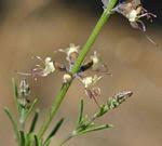 Image result for Ocimum fimbriatum
