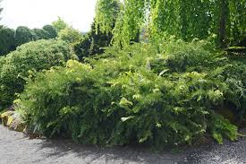 Image result for Polycarpaea prostratum