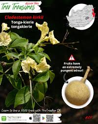 Image result for Cladostemon kirkii