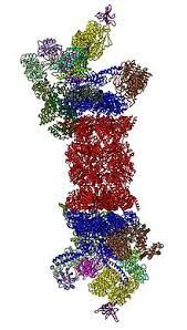 Proteins are tagged for degradation with a small protein called ub. Proteasome Wikipedia