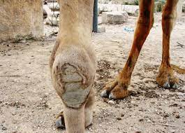 Thick eyebrows shield the eyes from the desert sun. Camel Knees Braman S Wanderings
