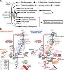 Central Circuitries For Body Temperature Regulation And Fever American Journal Of Physiology Regulatory Integrative And Comparative Physiology