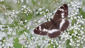 Image result for kupu kupu