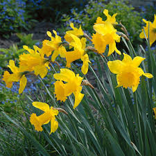 Narcissus King Alfred Spring Flowering Bulbs Yellow Blossom Fall Bulbs