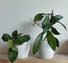 Check spelling or type a new query. Hoya Archives Page 7 Of 13 Plantophiles