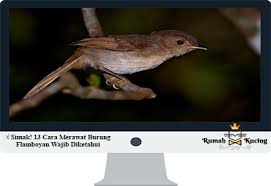 Sekarang anda juga dapat mengunduh video burung flamboyan gacor nyuling. Simak 13 Cara Merawat Burung Flamboyan Wajib Diketahui