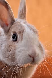 She even came up with a prototype doll for peter rabbit and designed her own wallpaper. 500 Rabbit Pictures Hd Download Free Images On Unsplash