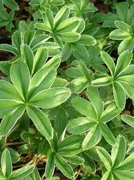 Image result for Alchemilla johnstonii